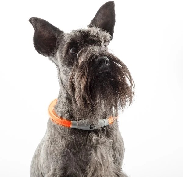 LED-halsband för djur